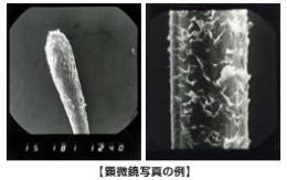 温洗セミナーオリジナル【毛髪診断・検査】コース